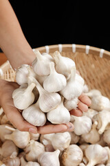 Shandong Farmer Holding Fresh White Garlic Bulbs in Traditional Basket - Agricultural Harvest Display