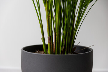 Close up Chamaedorea Elegans Indoor Palm in Modern Gray Pot on White Background