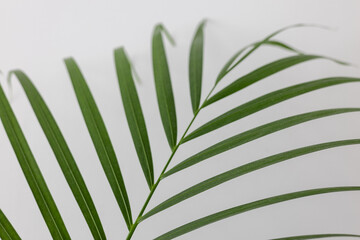 Close up Green Chamaedorea Elegans Leaf on White Background
