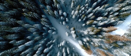Fototapeta premium Snow-covered forest from above showing a winding path and tall trees in winter, capturing the serene beauty of nature in a quiet landscape