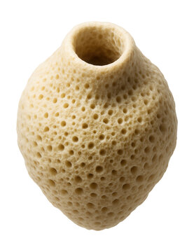 Porous filter-feeding sponge featuring an osculum opening.