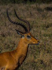 impala antelope in Nairobi parc Kenia