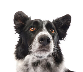 Fototapeta premium Cute Border Collie dog on white background
