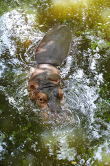 The hippopotamus In the river at national park