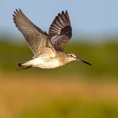 Bird in flight with outstretched wings against a blurred background