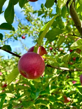 red apples on a branch
