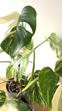 Monstera Albo variegated plant close up