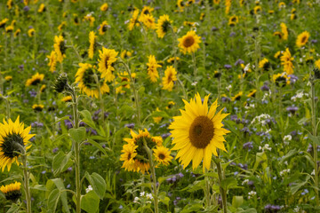 Obraz premium Sunflowers blooming in a vibrant summer field