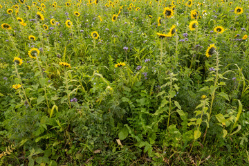 Sunflower field with wildflowers in summer bloom