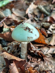 mushroom in the forest