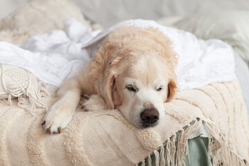 Golden retriever relaxing on a cozy bed in a calm room with natural elements