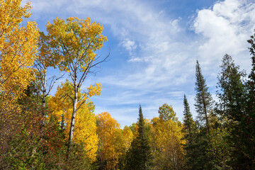Birch trees in fall color and pines below blue sky and clouds in northern Minnesota