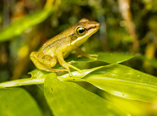 Close-up of a tree frog resting on bright green tropical leaves in natural light, showing detailed skin texture and vivid eye color in a lush rainforest environment.