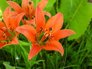 Fototapeta premium Lilium philadelphicum - aka Wood Lily, Western Orange-cup Lily, and Western Red Lily - Native Prairie Wildflower in Bloom