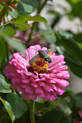 A hawk moth hovers over a flower and extracts nectar with its long proboscis Macro nature flora and fauna