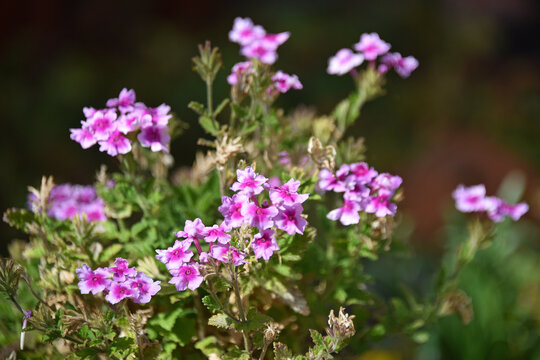 Verbena hybrid pigeon grass small pink flowers autumn flora nature