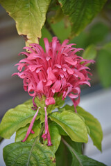 Justicia Jacobinia is a genus of flowering plants in the Acanthaceae family Red flower autumn flora nature