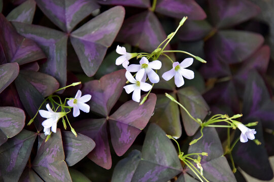 Oxalis triangularis is a species of perennial herbaceous plant with white flowers and dark triangular leaves Autumn flora and nature