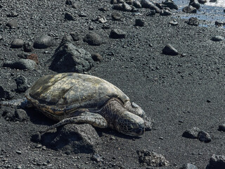 Pahala, Kona, Hawaii, USA - July 16, 2025: Lava sand on ocean beach. Green turtle closeup