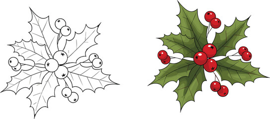 Fototapeta premium Flat vector holly leaves and berries illustration, festive botanical design, Christmas themed artwork, colored and line drawing comparison, nature decoration concept