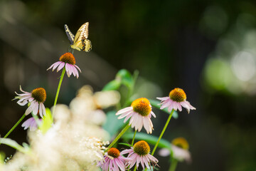 A yellow and black butterfly delicately perches on a purple coneflower in a sunlit garden, surrounded by soft-focus blooms and greenery against a dark, blurred background.