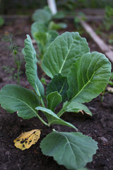 Brassica seedlings in the garden