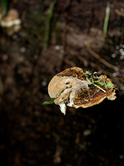 a small mushroom in the forest