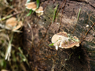 Mushrooms growing on a tree in the woods. Selective focus.