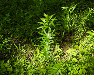 Lilium michiganense - Michigan Lily - Native North American Wildflower of Wet Prairies and Meadows