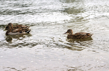birds from Vancouver river