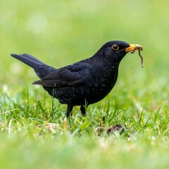 Obraz premium Black bird with worm in its beak on green grass