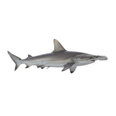 Fototapeta premium hammerhead shark isolated on transparent background