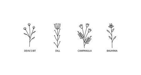 Minimalist botanical outlines of four flower types with labels