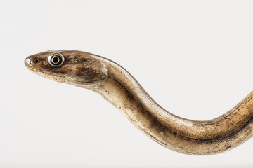Naklejka premium Freshwater eel, detailed texture, natural body curves, white background