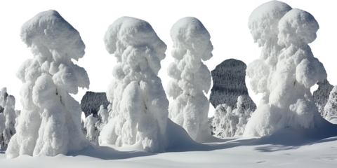 Four heavily snow covered trees stand in a winter landscape with a forest in the background