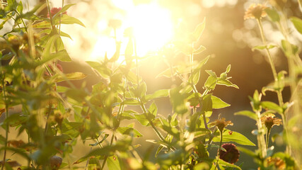 Zinnia flowers during sunset closuep in garden.