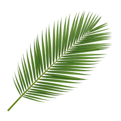 Obraz premium A vibrant green palm leaf is displayed prominently on a surface