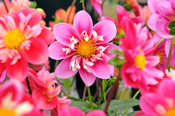 Fototapeta premium Pink Collarette dahlias in flower.