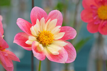 Pink Collarette dahlias in flower. © Alexandra