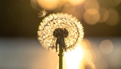 A close-up, backlighted view of a dandelion seed head releasing its seeds, set against a blurry, warm-toned background