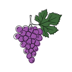 Hand Drawn Grapes Illustration. Purple Fruit Sketch with Leaf.
