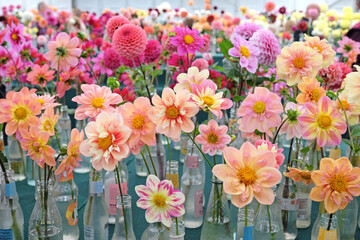 Collarette dahlias on display during the The Annual National Dahlia Society Show, at RHS Wisley Gardens, Woking, UK