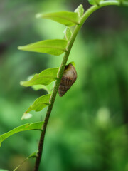 Snail crawling on a green leaf in the rainforest of Thailand