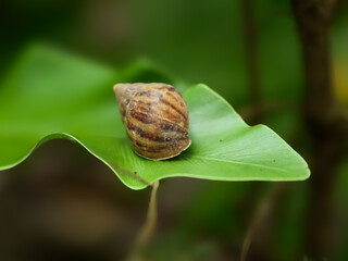 Snail crawling on the green leaf in the garden. Shallow depth of field.