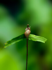 Snail crawling on a green leaf in the rainforest of Thailand