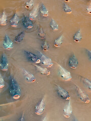 Fish in the pond, Thailand