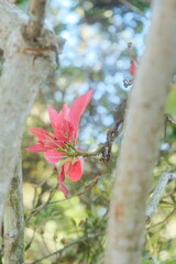 red pink flower in a branch in the forest