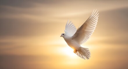 Fototapeta premium Graceful Dove in Flight Against a Warm Sunset Sky Animal