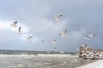 A lone figure in a dark jacket stands on a windy beach as seagulls take flight over the choppy sea, with a breakwater and moody clouds creating dramatic coastal atmosphere.