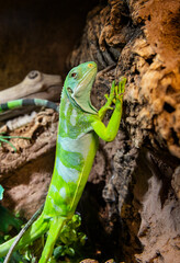 Terrarium life: A young iguana actively crawling along a branch among foliage.